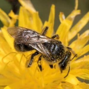 Lasioglossum (Chilalictus) sp. (genus & subgenus) at McKellar, ACT - 19 Jan 2024 11:31 AM