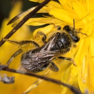 Lasioglossum (Chilalictus) sp. (genus & subgenus) at Croke Place Grassland (CPG) - 19 Jan 2024