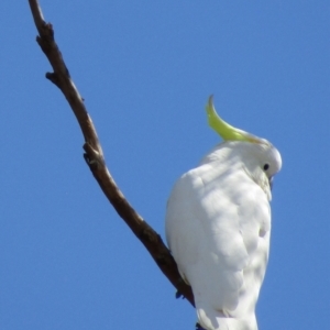 Cacatua galerita at Hackham, SA - 3 Apr 2023