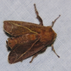 Anaxidia lozogramma at Sheldon, QLD - suppressed