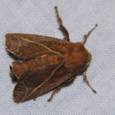Anaxidia lozogramma (A Cup moth (Limacodidae)) at Sheldon, QLD - 12 Jan 2008 by PJH123