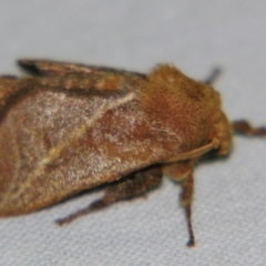 Anaxidia lozogramma at Sheldon, QLD - suppressed