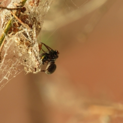 Badumna (genus) (Lattice-web spider) at Hackham, SA - 29 Mar 2023 by angmarrob