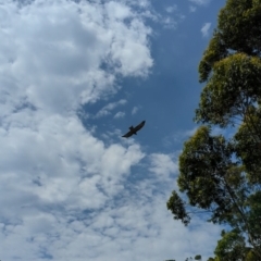 Lophoictinia isura (Square-tailed Kite) at Woollamia, NSW - 20 Jan 2024 by AniseStar