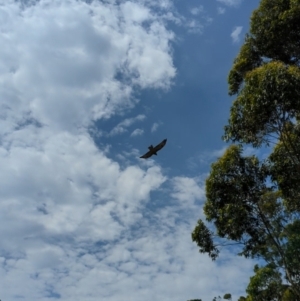 Lophoictinia isura at Woollamia, NSW - suppressed