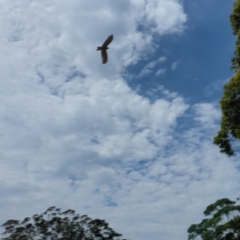 Lophoictinia isura at Woollamia, NSW - suppressed