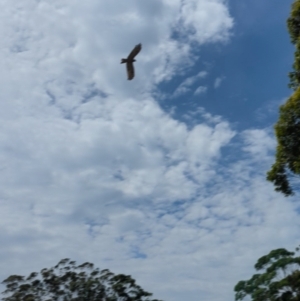 Lophoictinia isura at Woollamia, NSW - suppressed