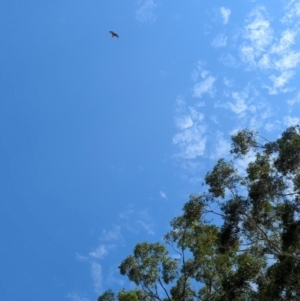 Lophoictinia isura at Woollamia, NSW - suppressed