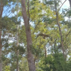 Lophoictinia isura at Woollamia, NSW - 20 Jan 2024