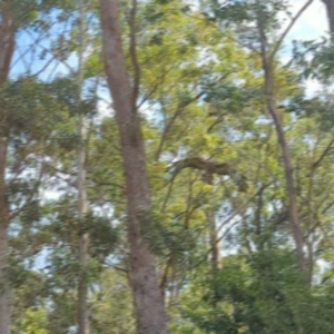 Lophoictinia isura at Woollamia, NSW - suppressed