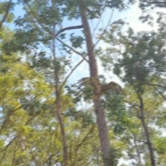 Lophoictinia isura at Woollamia, NSW - suppressed