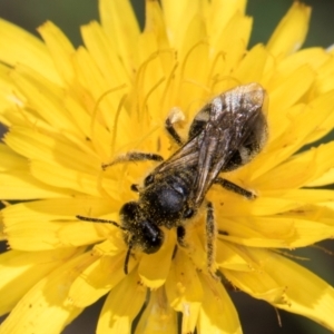 Lasioglossum (Chilalictus) sp. (genus & subgenus) at McKellar, ACT - 19 Jan 2024 11:32 AM