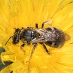 Lasioglossum (Chilalictus) sp. (genus & subgenus) at McKellar, ACT - 19 Jan 2024 11:32 AM