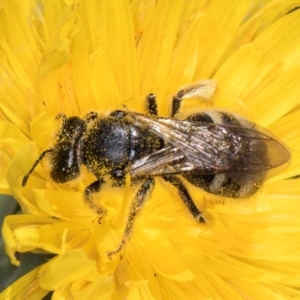 Lasioglossum (Chilalictus) sp. (genus & subgenus) at McKellar, ACT - 19 Jan 2024 11:32 AM