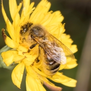 Lasioglossum (Chilalictus) sp. (genus & subgenus) at McKellar, ACT - 19 Jan 2024