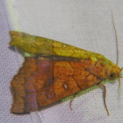 Anomis lyona (An Erebid moth) at Sheldon, QLD - 12 Jan 2008 by PJH123