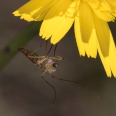 Chironomidae (family) (Non-biting Midge) at McKellar, ACT - 19 Jan 2024 by kasiaaus