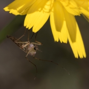 Chironomidae (family) at McKellar, ACT - 19 Jan 2024