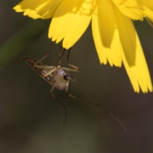 Chironomidae (family) at McKellar, ACT - 19 Jan 2024