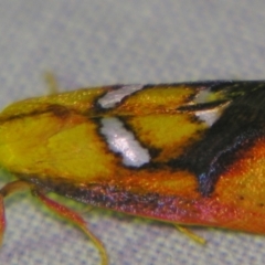 Aristeis (genus) (A Concealer moth (Eulechria group)) at Sheldon, QLD - 12 Jan 2008 by PJH123