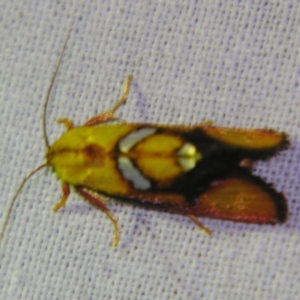 Aristeis (genus) at Sheldon, QLD - suppressed