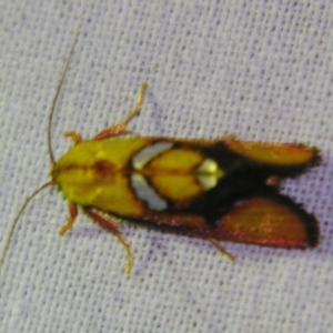 Aristeis (genus) at Sheldon, QLD - 12 Jan 2008