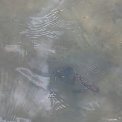 Unidentified Marine Fish Uncategorised at Huskisson, NSW - 20 Jan 2024 by AniseStar