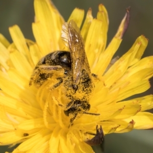 Lasioglossum (Chilalictus) lanarium at McKellar, ACT - 19 Jan 2024 11:35 AM