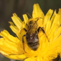 Lasioglossum (Chilalictus) lanarium at Croke Place Grassland (CPG) - 19 Jan 2024