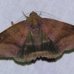 Dysgonia (Bastilla) hamatilis (Erebinae) at Sheldon, QLD by PJH123