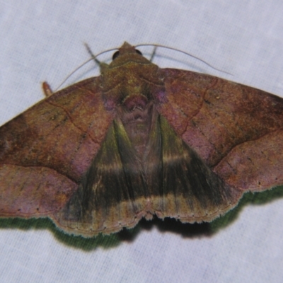 Unidentified Noctuoid moth (except Arctiinae) at Sheldon, QLD - 12 Jan 2008 by PJH123
