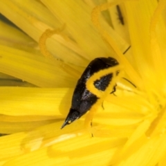 Mordella sp. (genus) at McKellar, ACT - 19 Jan 2024