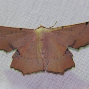 Cernia amyclaria at Sheldon, QLD - suppressed