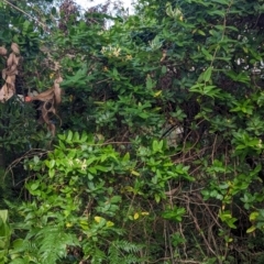 Lonicera japonica (Japanese Honeysuckle) at Woollamia, NSW - 20 Jan 2024 by AniseStar