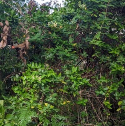 Lonicera japonica (Japanese Honeysuckle) at Woollamia, NSW - 20 Jan 2024 by AniseStar