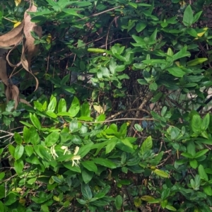 Lonicera japonica at Woollamia, NSW - 20 Jan 2024