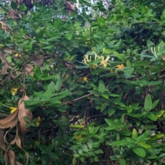 Lonicera japonica at Woollamia, NSW - 20 Jan 2024