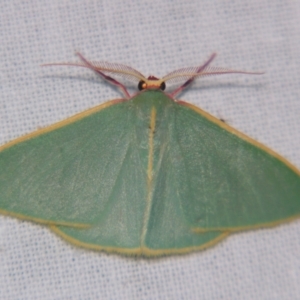 Chlorocoma assimilis at Sheldon, QLD - 12 Jan 2008