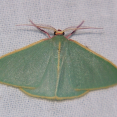 Chlorocoma assimilis (Golden-fringed Emerald Moth) at Sheldon, QLD - 12 Jan 2008 by PJH123