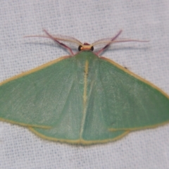 Chlorocoma assimilis (Golden-fringed Emerald Moth) at Sheldon, QLD - 12 Jan 2008 by PJH123