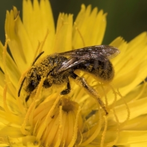 Lasioglossum (Chilalictus) sp. (genus & subgenus) at McKellar, ACT - 19 Jan 2024 11:37 AM