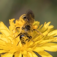 Lasioglossum (Chilalictus) sp. (genus & subgenus) at McKellar, ACT - 19 Jan 2024 11:37 AM