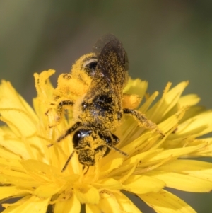 Lasioglossum (Chilalictus) sp. (genus & subgenus) at McKellar, ACT - 19 Jan 2024 11:37 AM