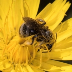 Lasioglossum (Chilalictus) sp. (genus & subgenus) at Croke Place Grassland (CPG) - 19 Jan 2024