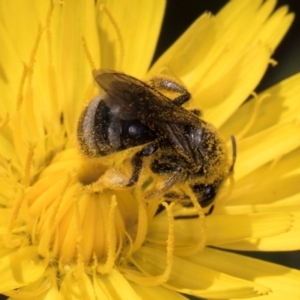 Lasioglossum (Chilalictus) sp. (genus & subgenus) at McKellar, ACT - 19 Jan 2024 11:37 AM