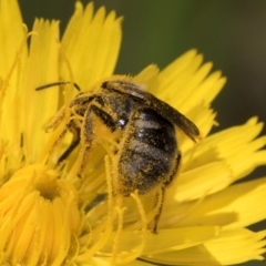 Lasioglossum (Chilalictus) sp. (genus & subgenus) at McKellar, ACT - 19 Jan 2024 11:37 AM