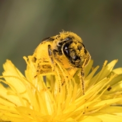 Lasioglossum (Chilalictus) sp. (genus & subgenus) at McKellar, ACT - 19 Jan 2024 11:37 AM