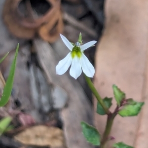 Lobelia purpurascens at Huskisson, NSW - 20 Jan 2024