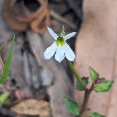 Lobelia purpurascens (White Root) at Huskisson, NSW - 20 Jan 2024 by AniseStar