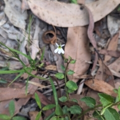 Lobelia purpurascens at Huskisson, NSW - 20 Jan 2024